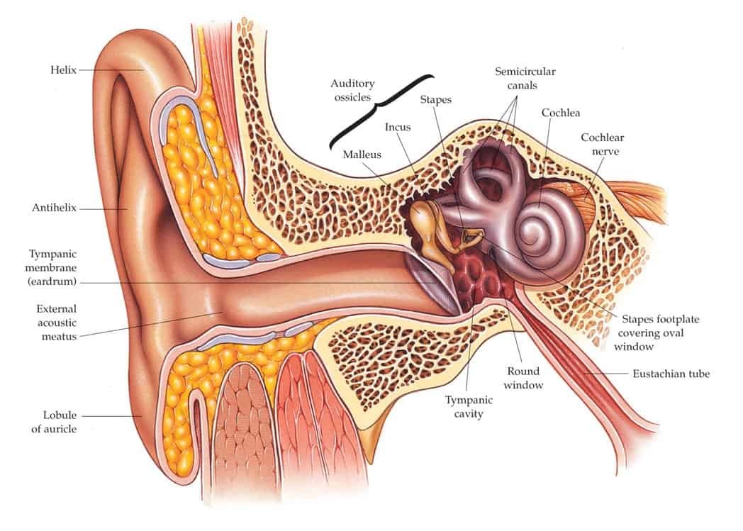 Stapes Surgery